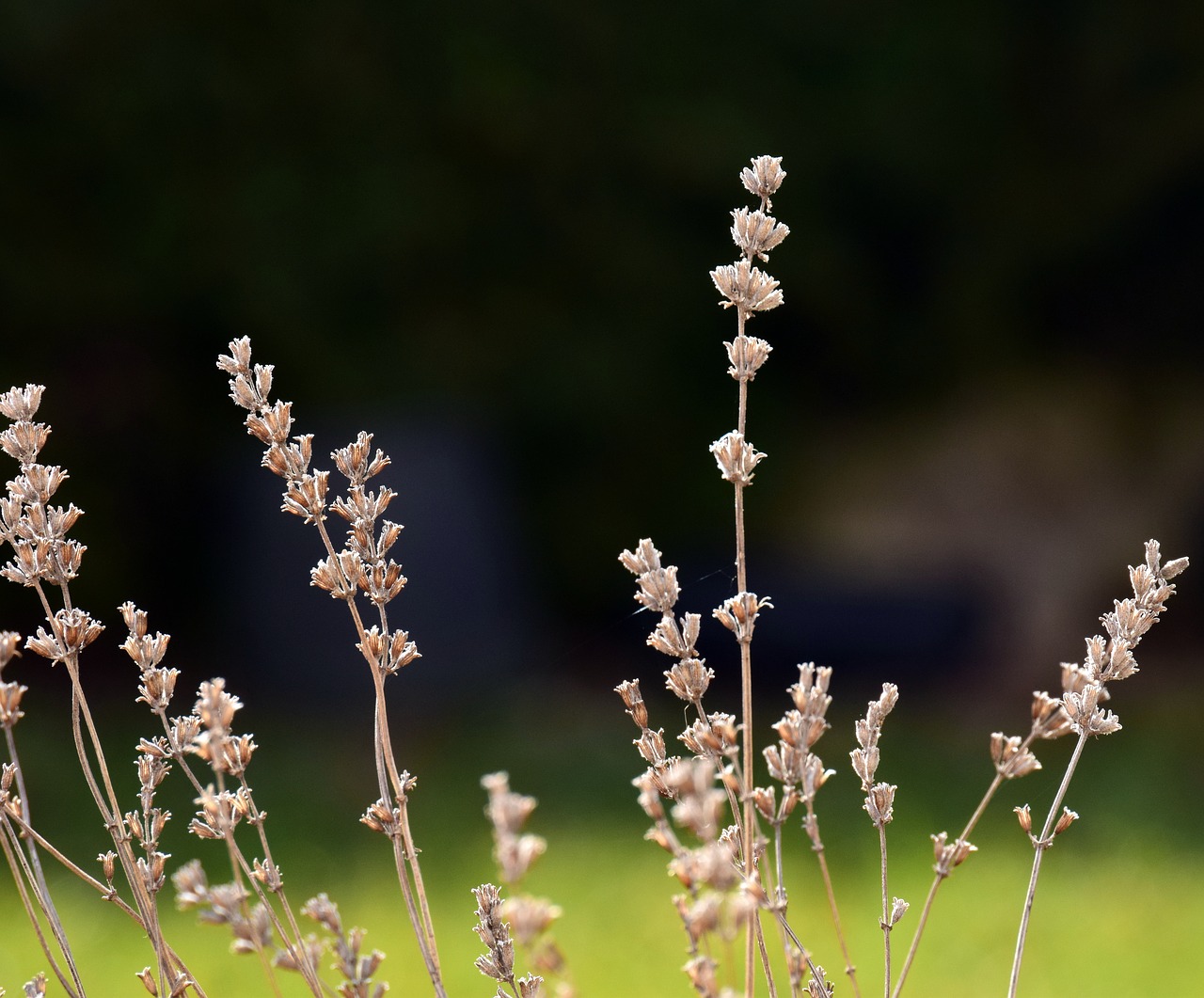 lavender arid faded free photo