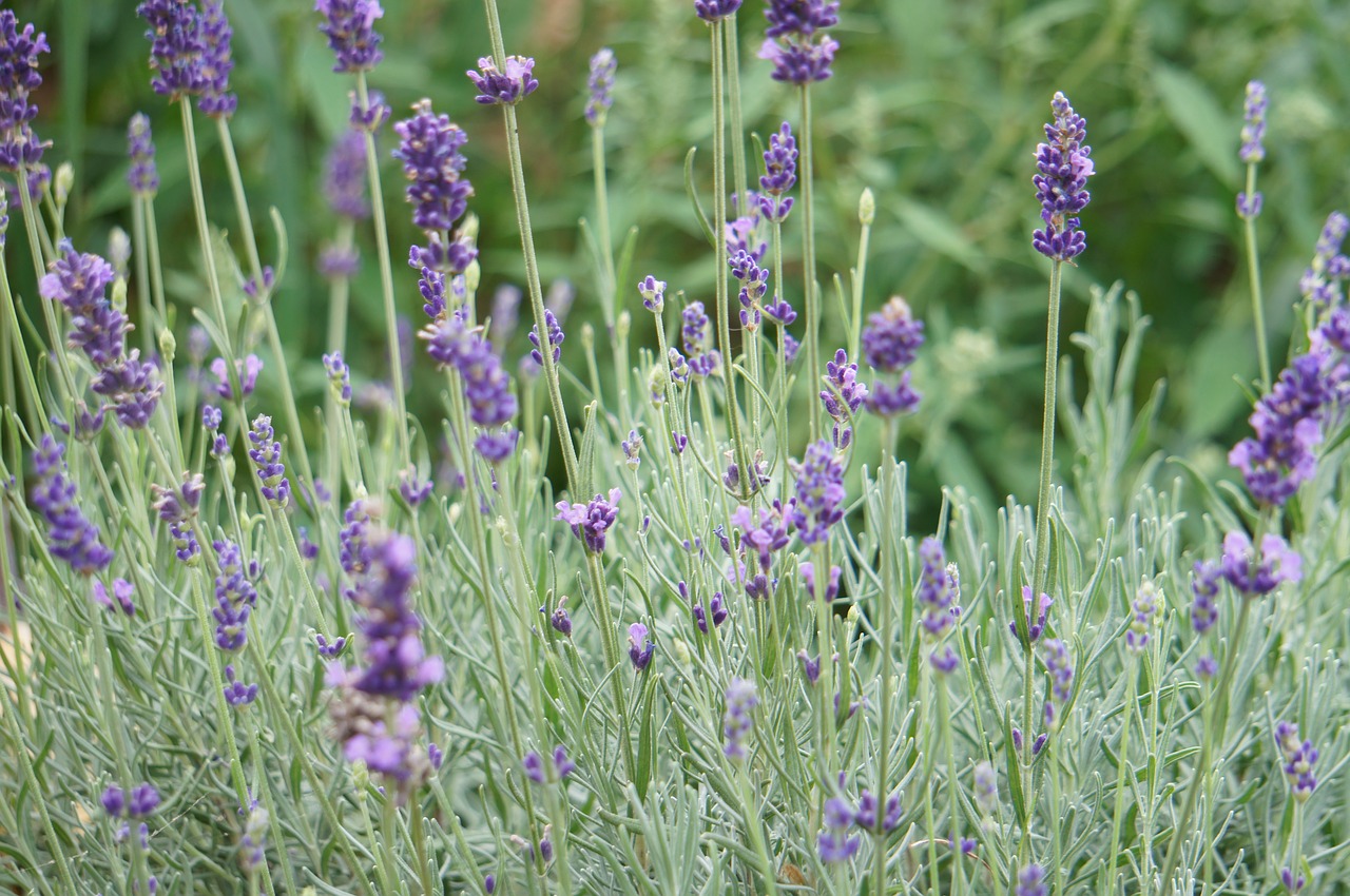 lavender  flower  field free photo