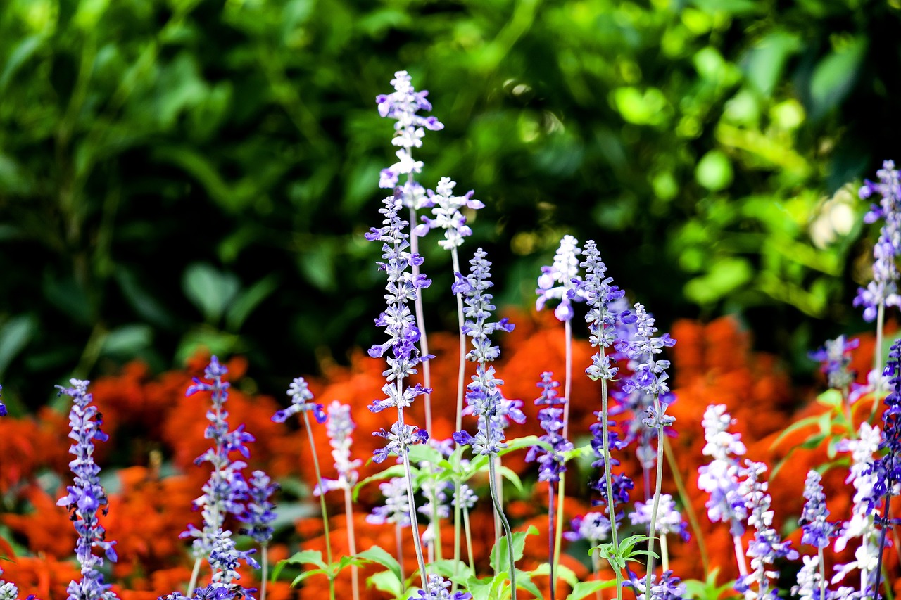 lavender  nature  plant free photo