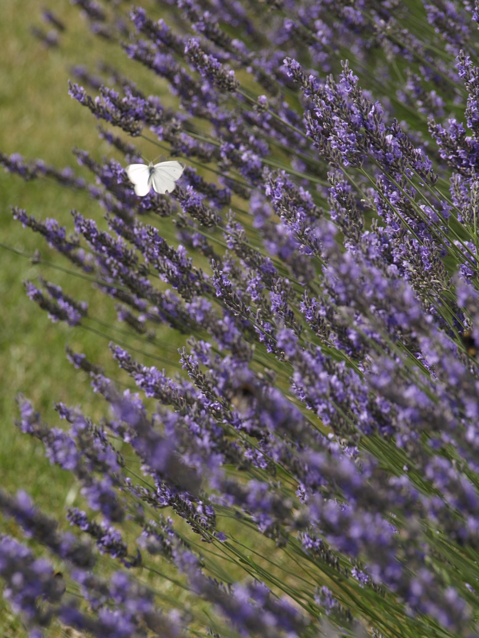 lavender  flower  nature free photo