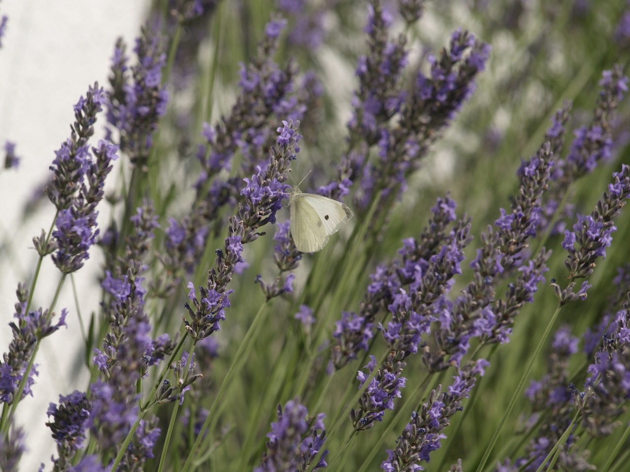 lavender  flower  nature free photo