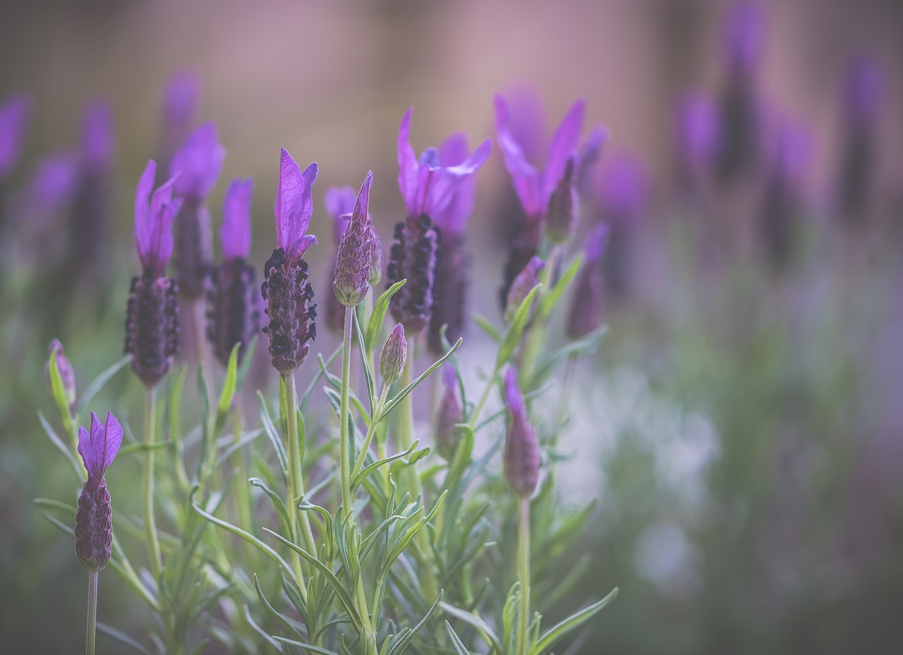 lavender  flowers  nature free photo