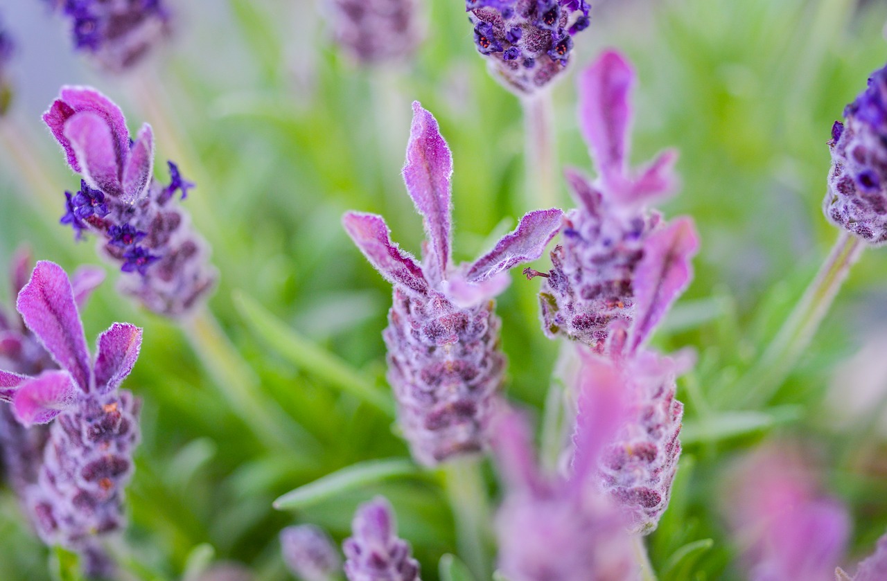 lavender  purple  field free photo