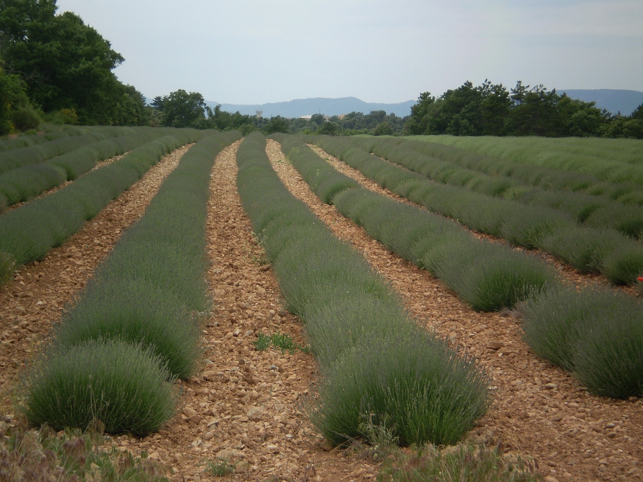 lavender field provence free photo