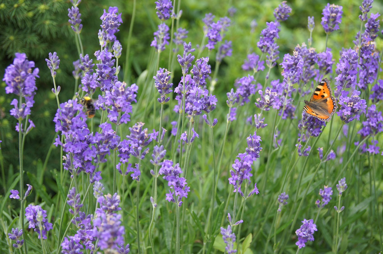 lavender plant purple flower free photo