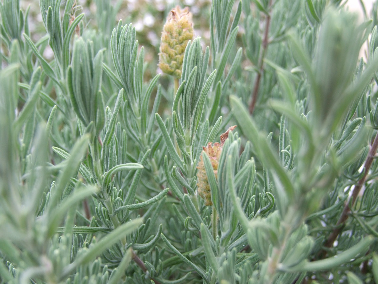 lavender plant spices free photo