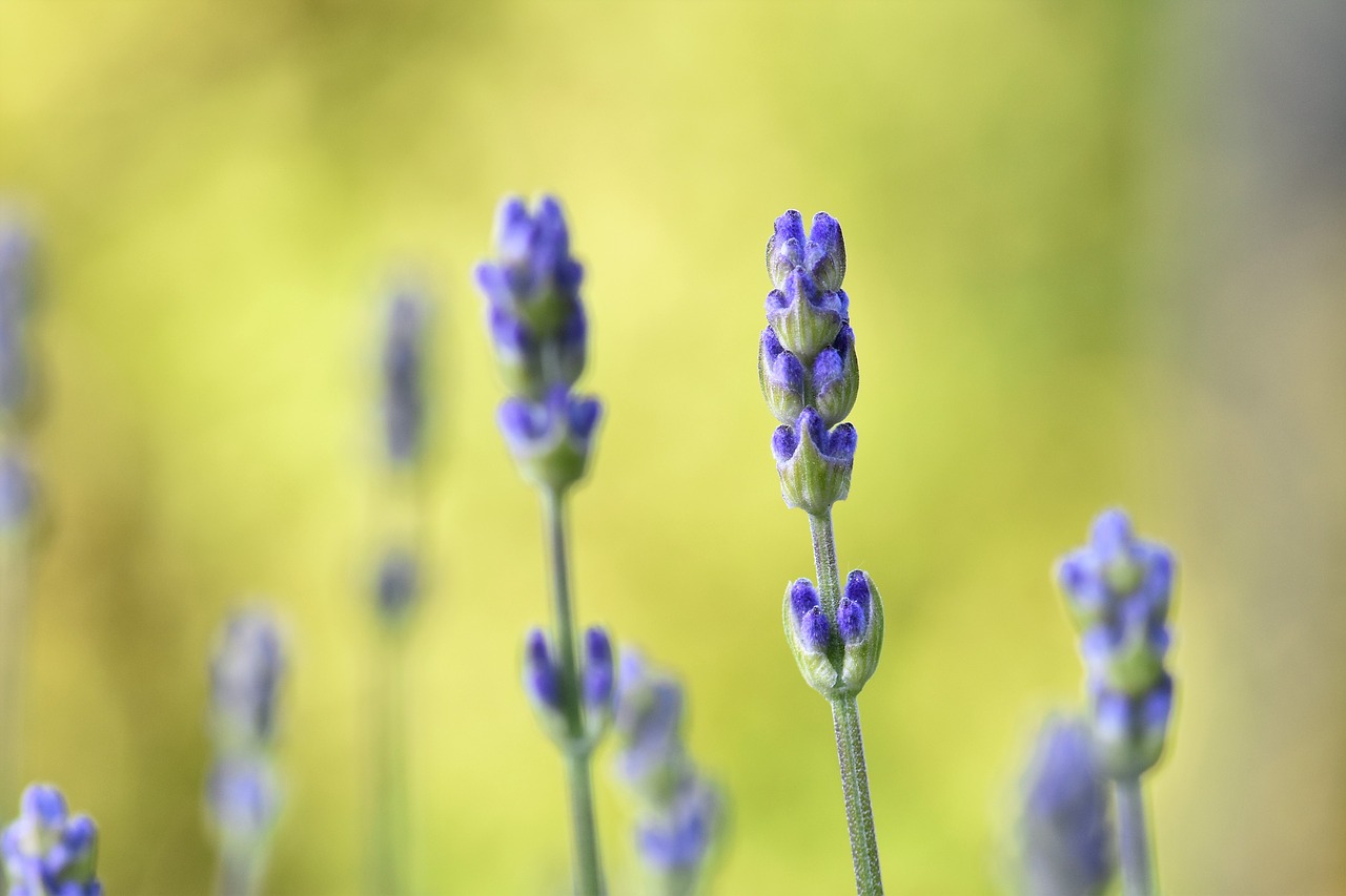 lavender  plant  nature free photo