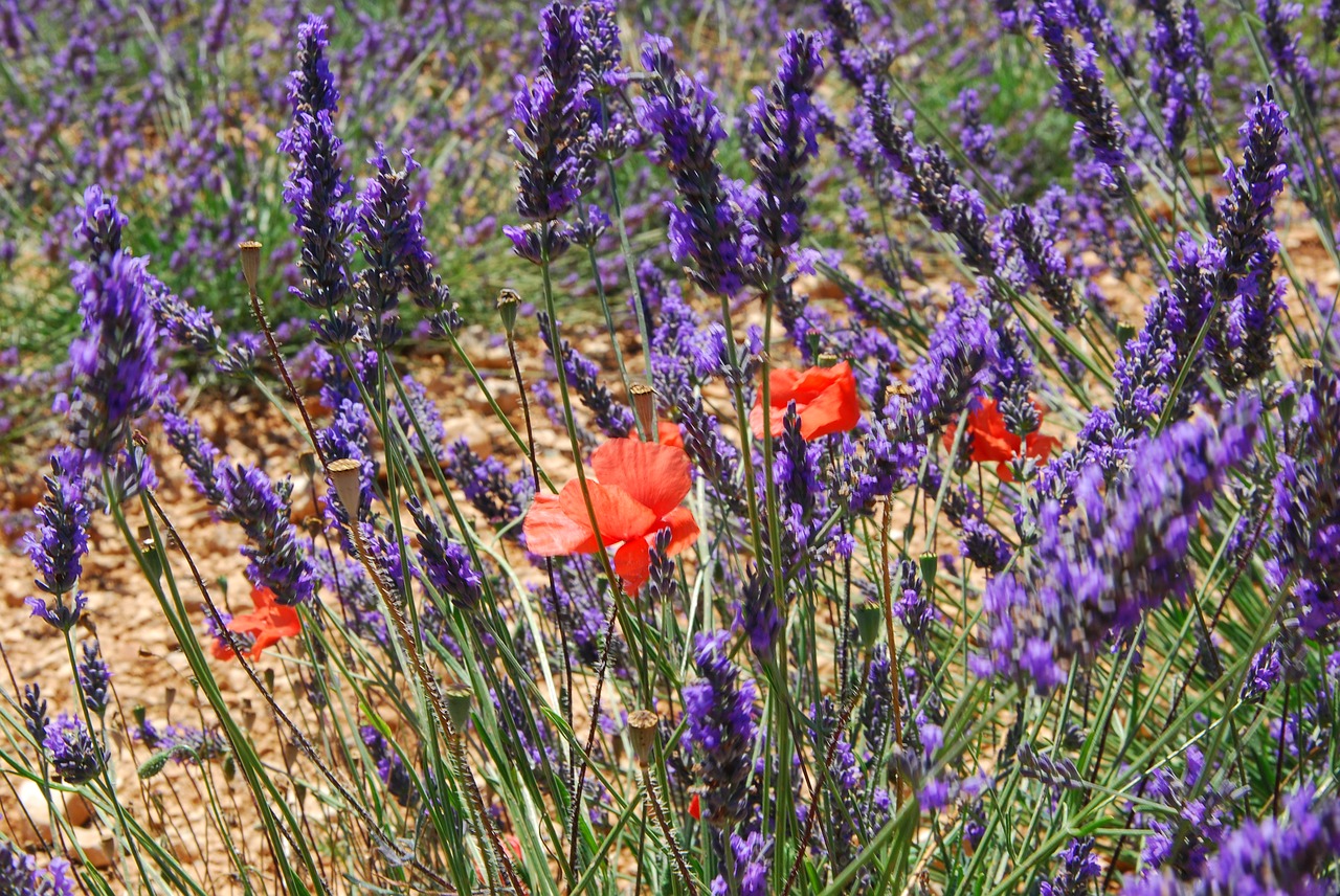 lavender  provence  france free photo