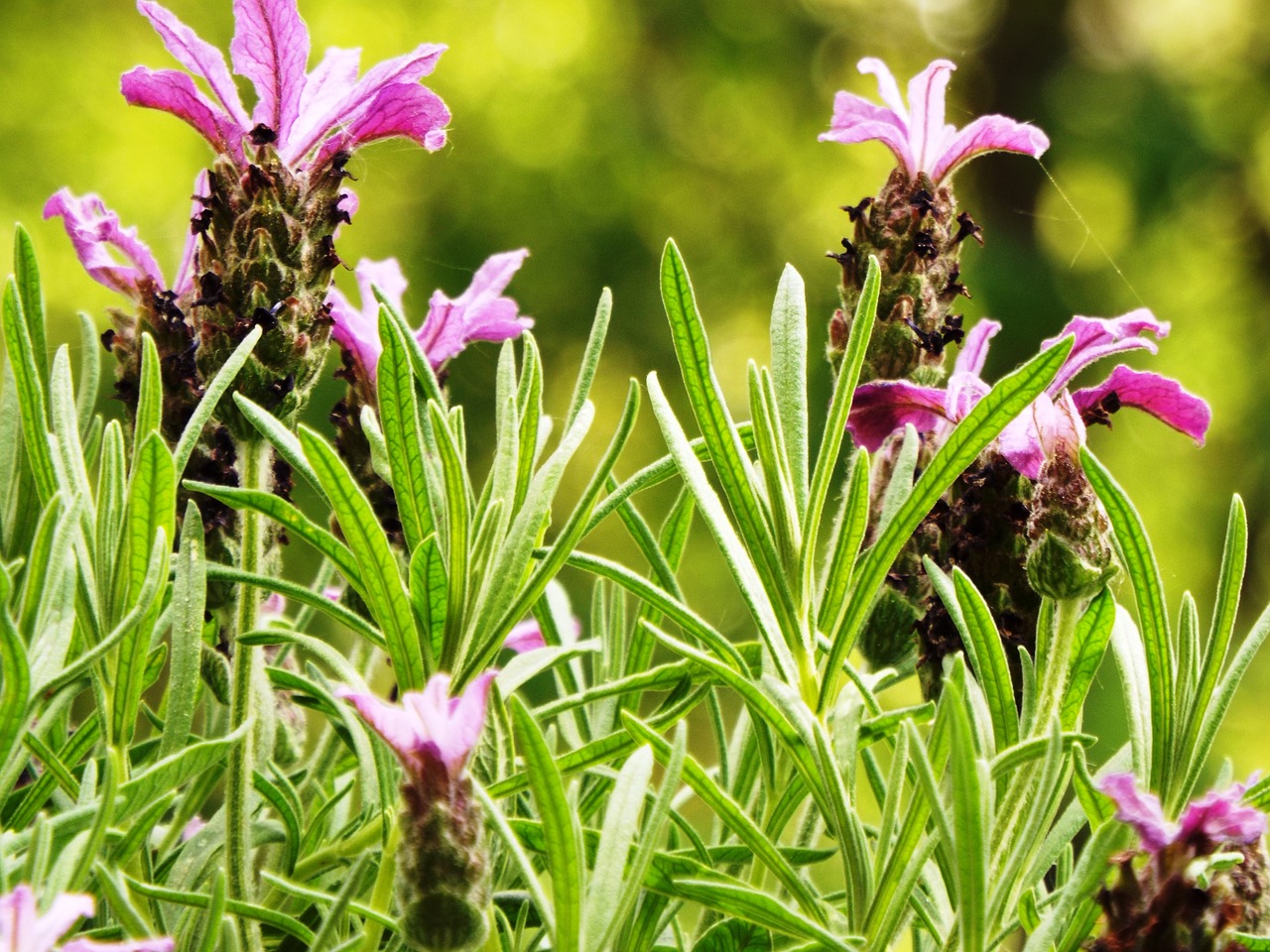 lavender  summer  balcony free photo