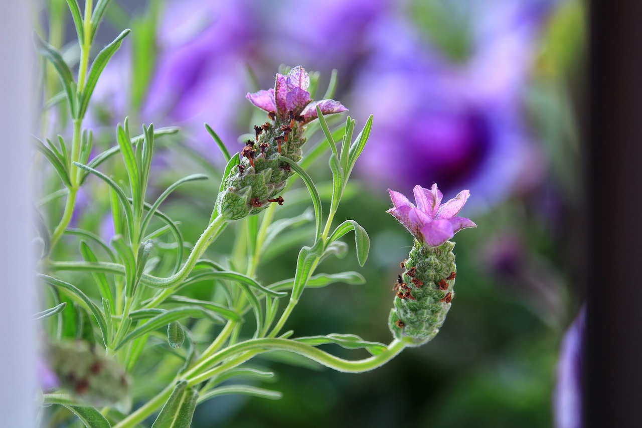 lavender  blossom  colors free photo