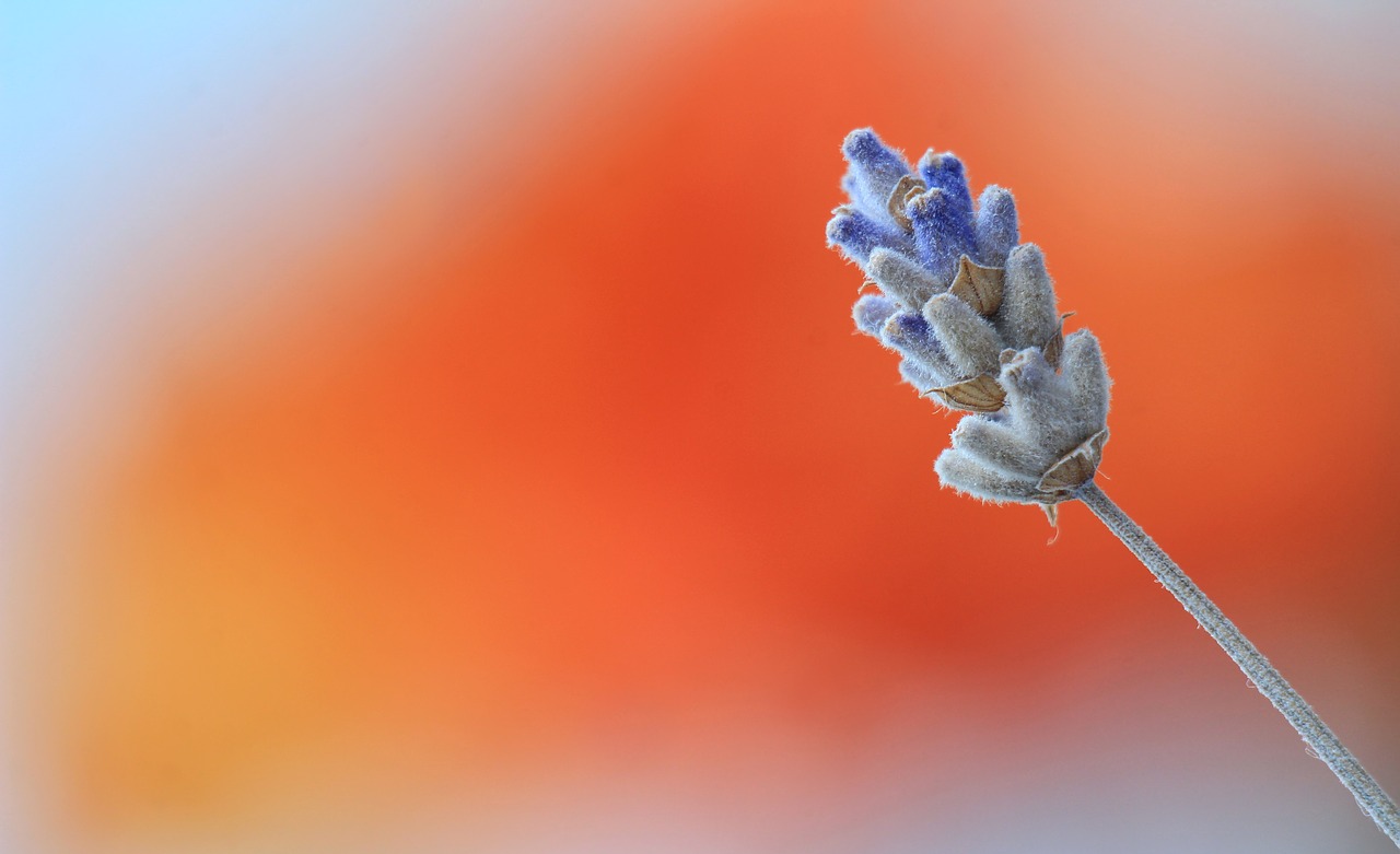 lavender  blossom  colors free photo