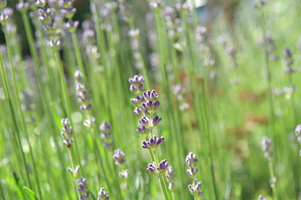 lavender  garden  herb free photo