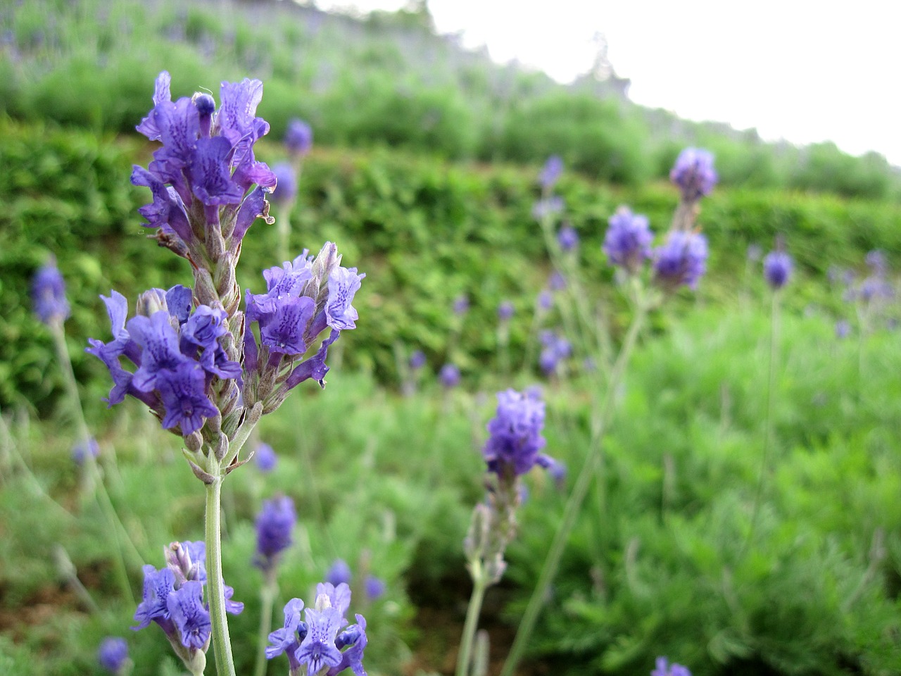 lavender plant hillside free photo
