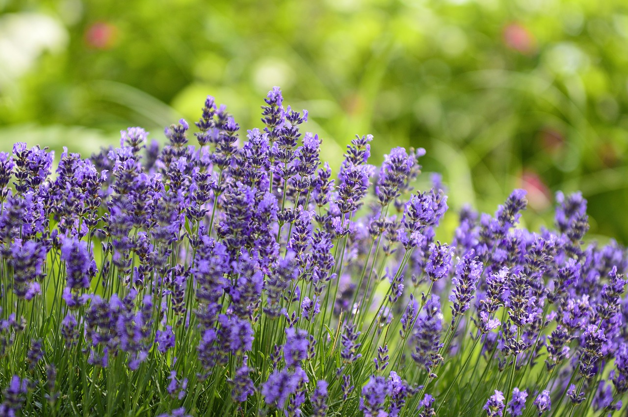 lavender  nature  plant free photo