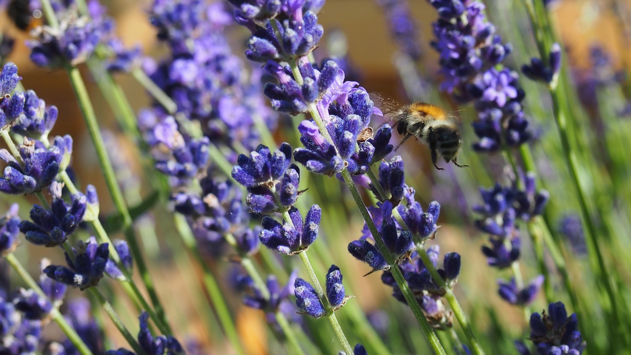 lavender  bee  pollen free photo