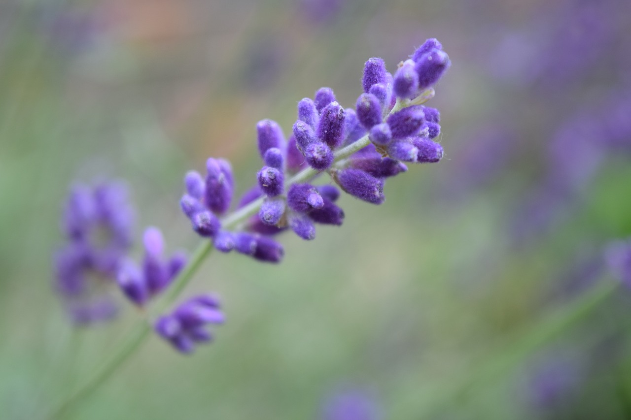 lavender  purple flower  purple flowers free photo