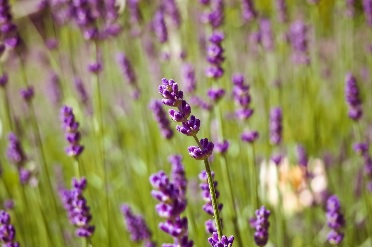 lavender  plant  nature free photo