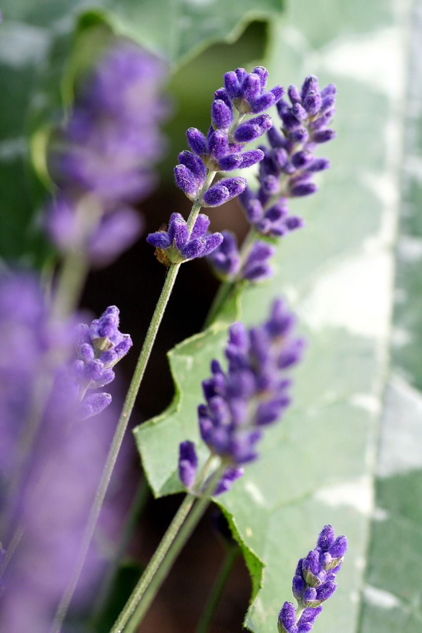 lavender  flower  perfume free photo