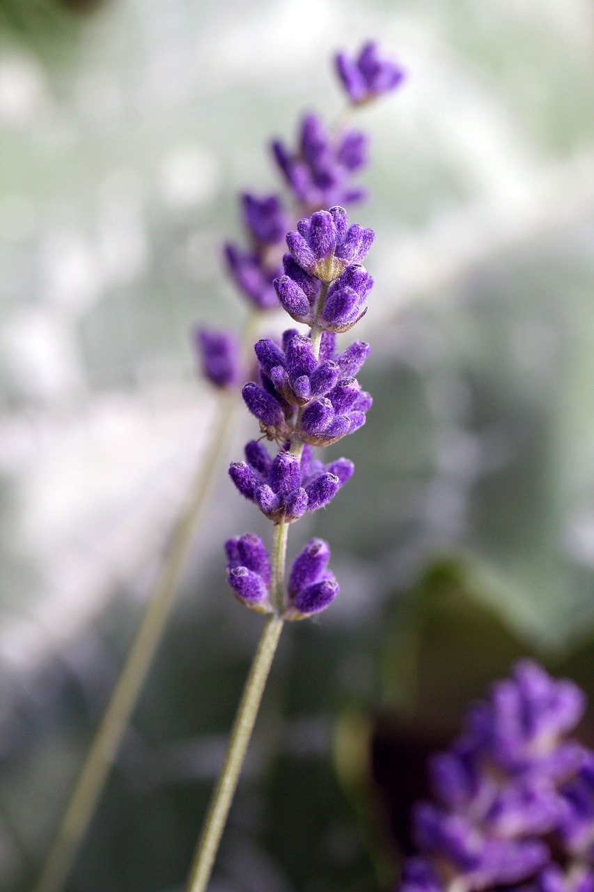 lavender  flower  perfume free photo