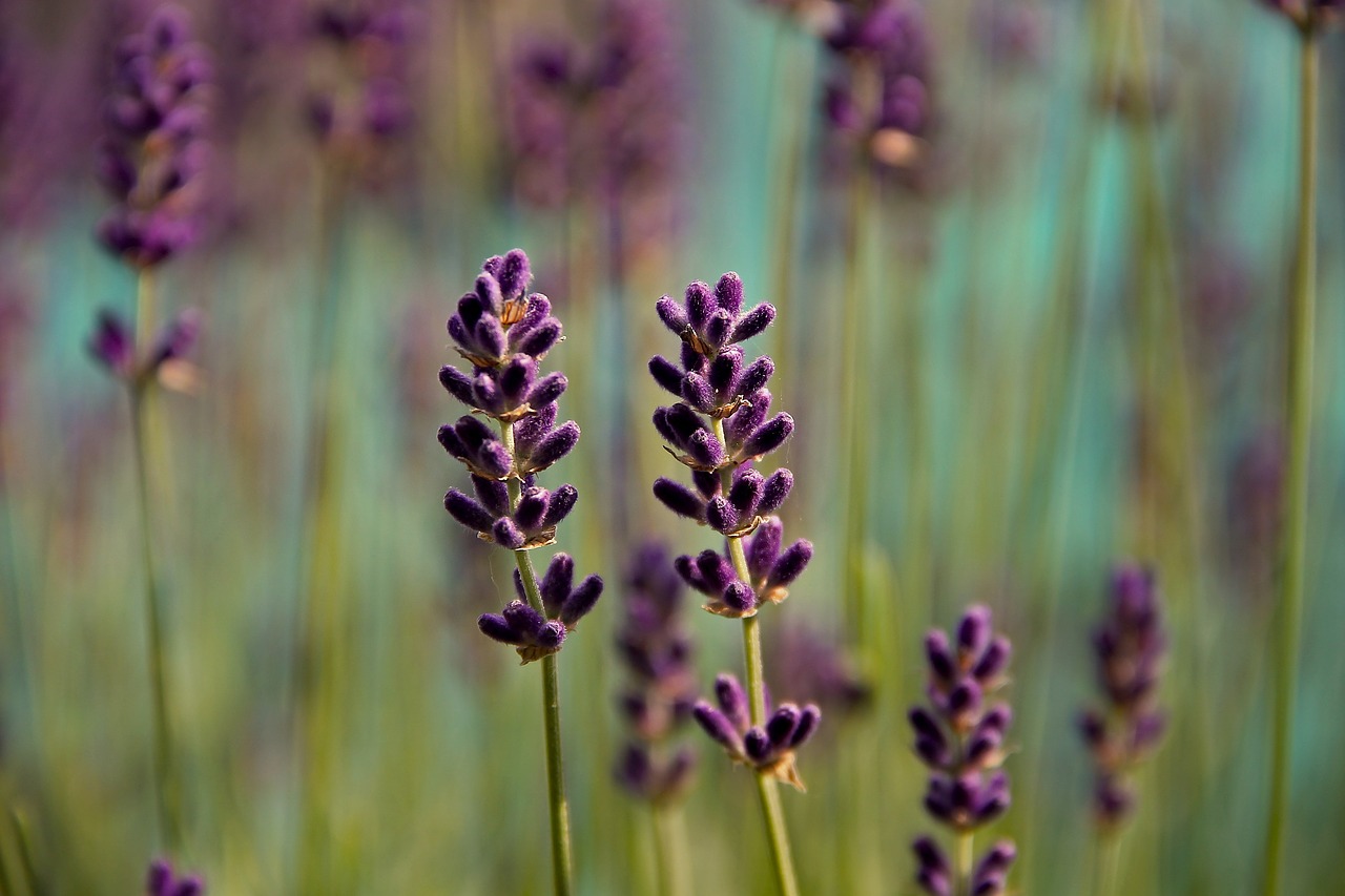 lavender  violet  nature free photo