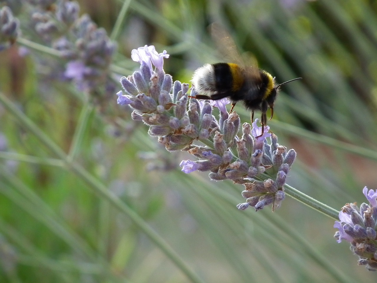 lavender  bee  forage free photo