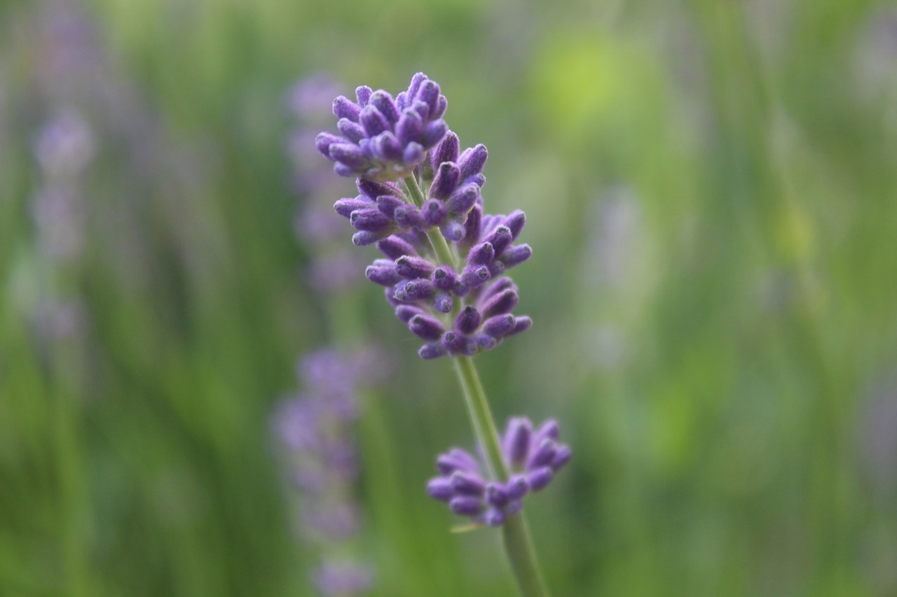 lavender  purple  background free photo