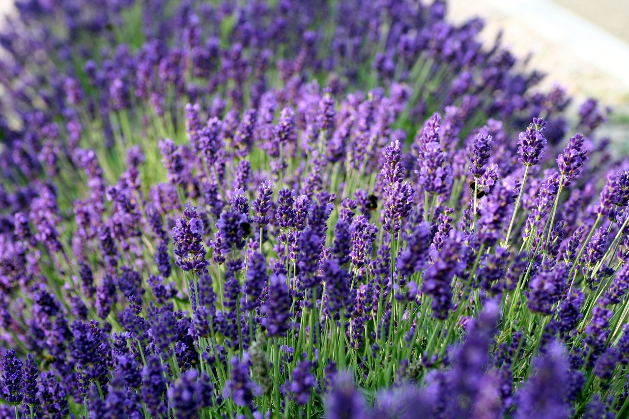 lavender  flower  perfume free photo