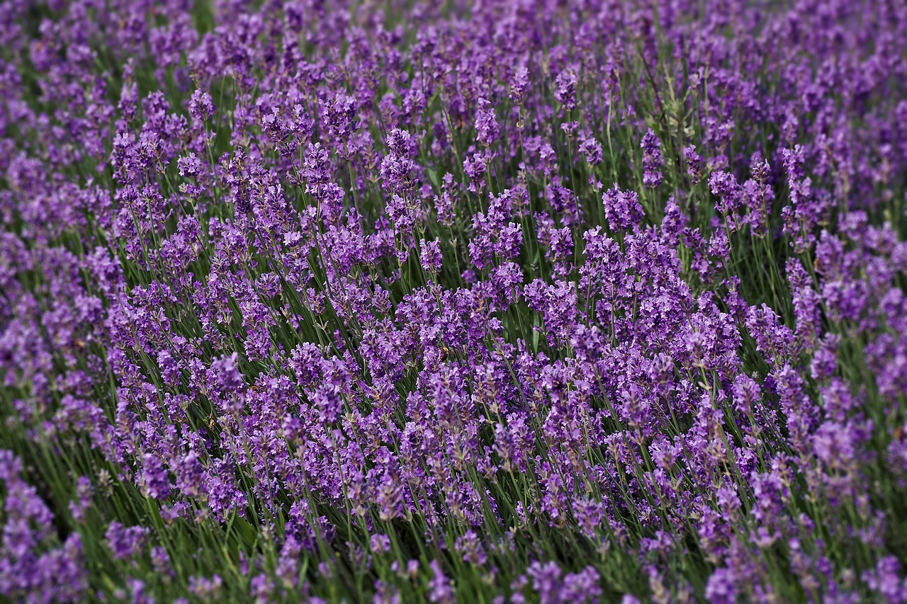 lavender  field  nature free photo