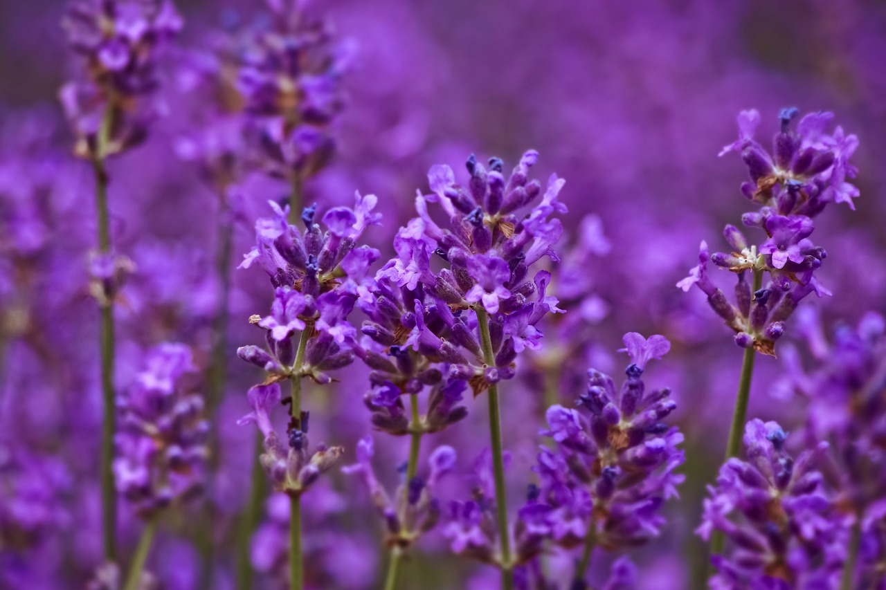 lavender  field  nature free photo
