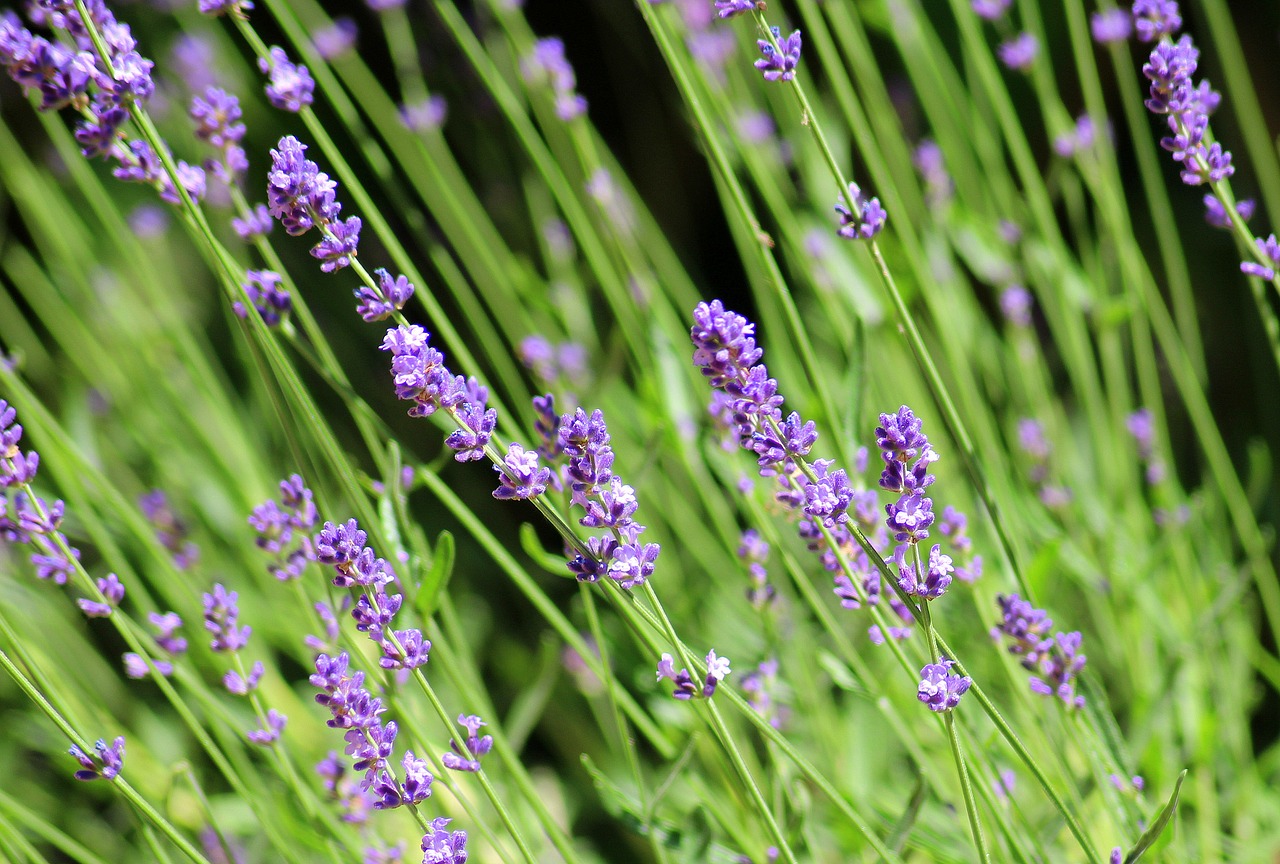 lavender  ornamental plant  purple flowers free photo