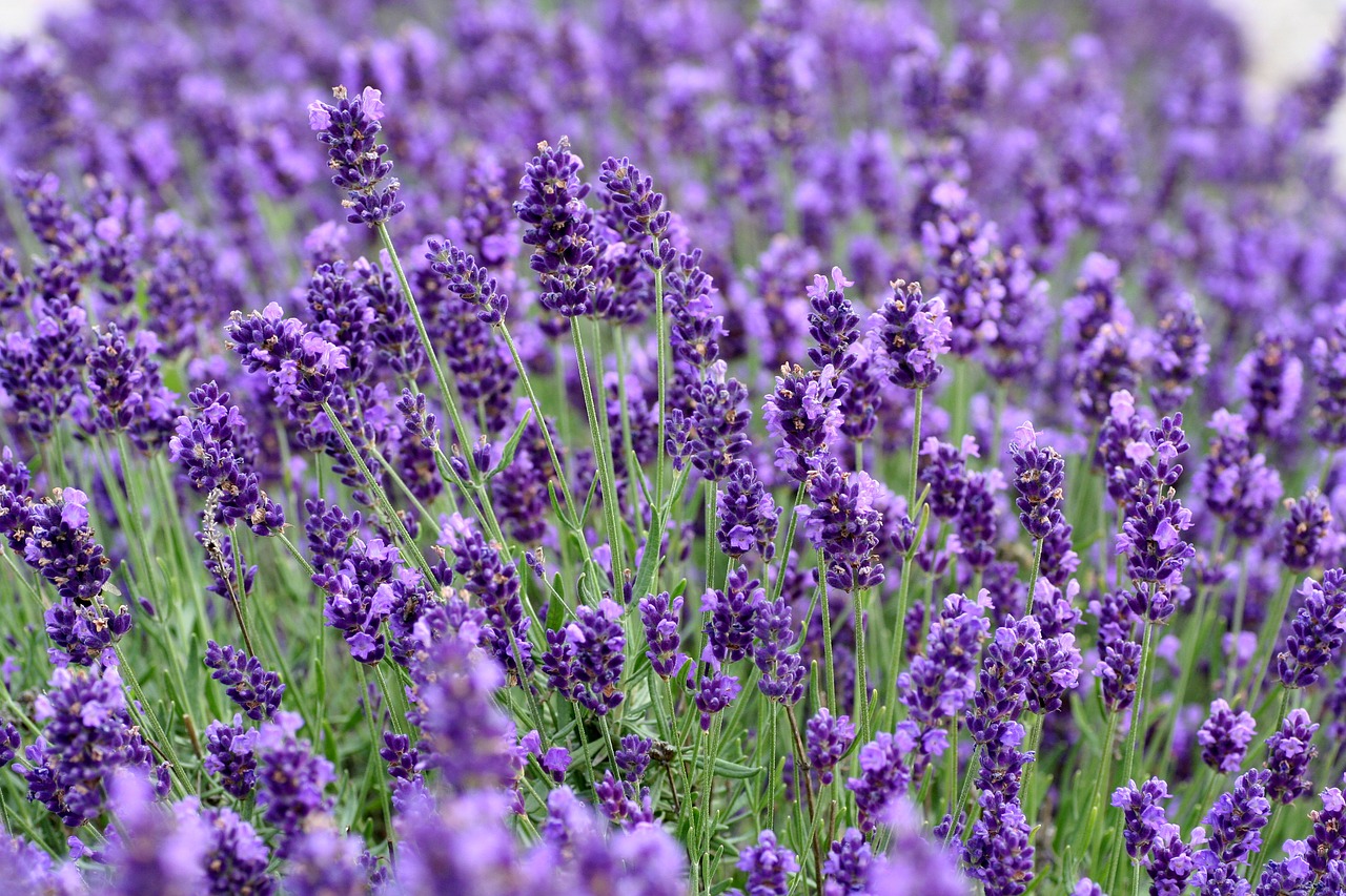 lavender  flowers  roggenhouse free photo