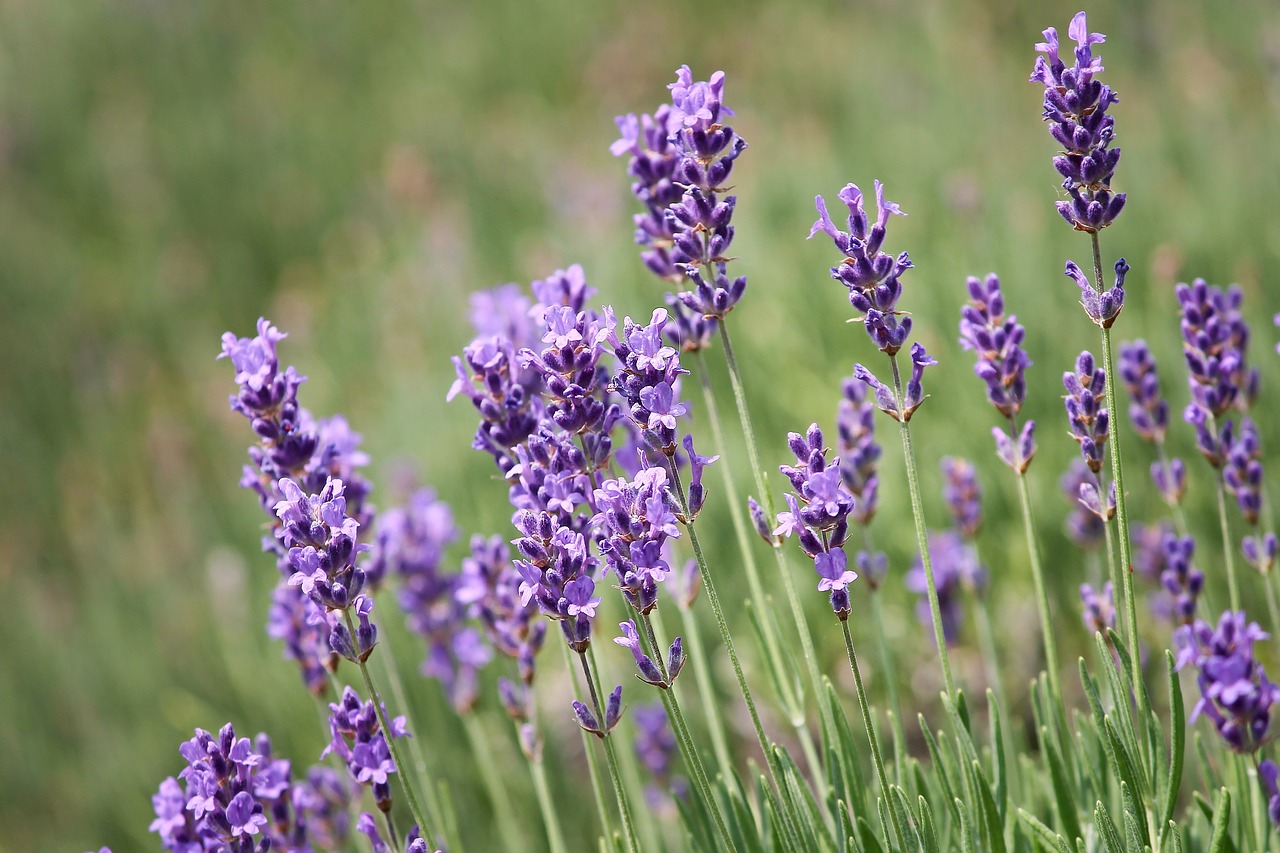 lavender  violet  close up free photo