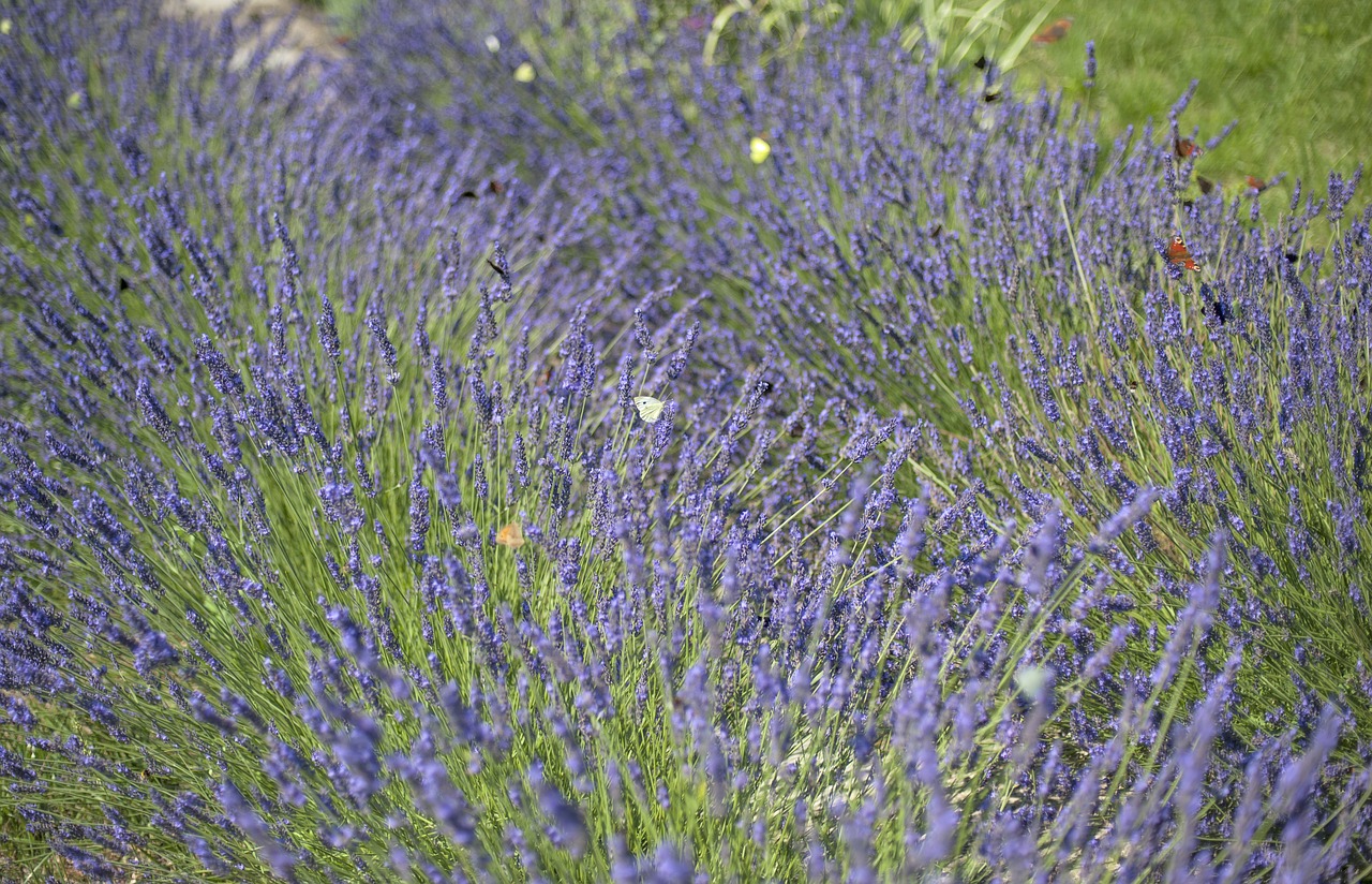 lavender  flowers  butterflies free photo