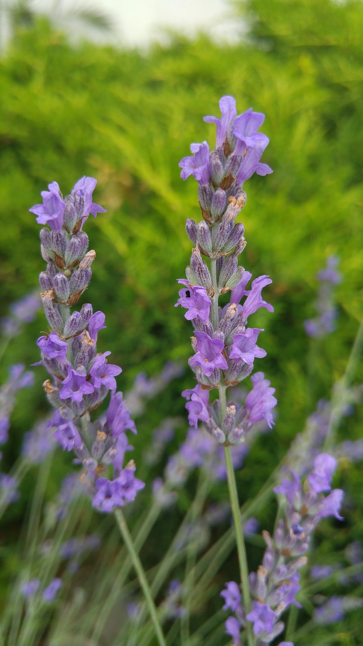 lavender  romantic  aroma free photo