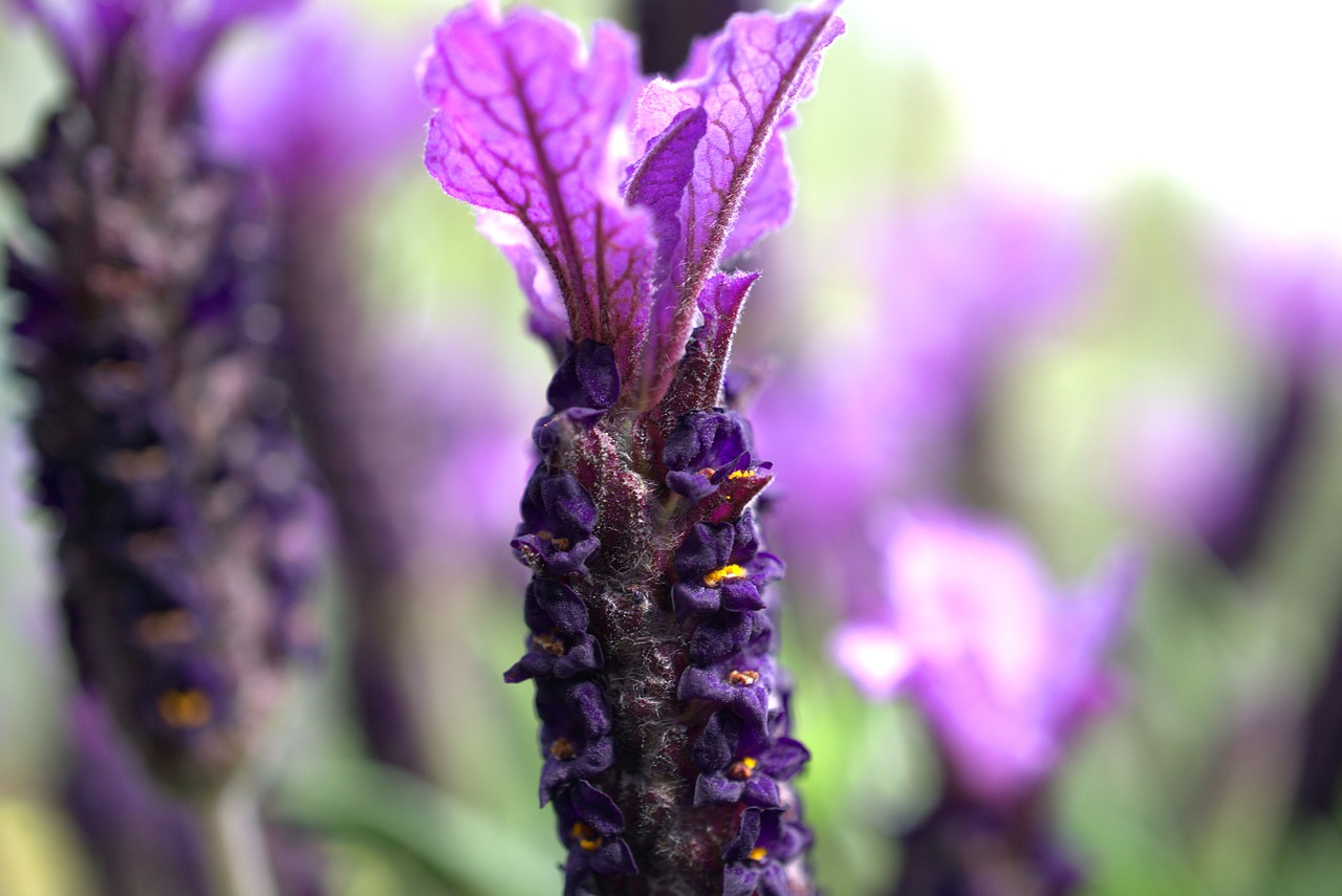 lavender  flower  blossom free photo