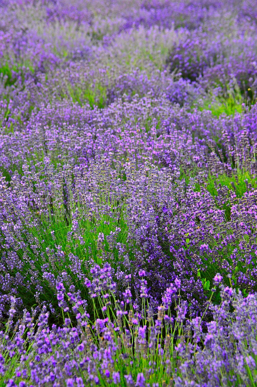 lavender  lavender field  purple free photo