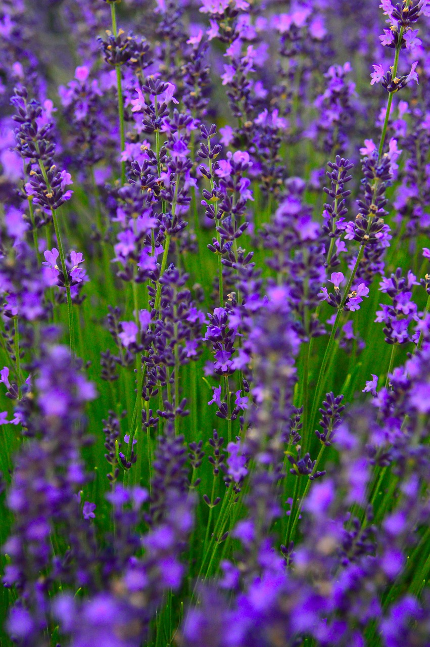 lavender  lavender field  purple free photo