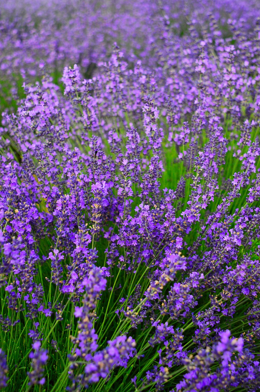 lavender  lavender field  purple free photo