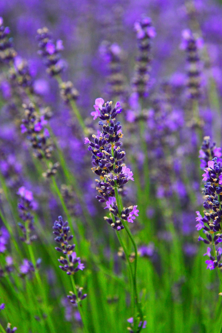 lavender  lavender field  purple free photo