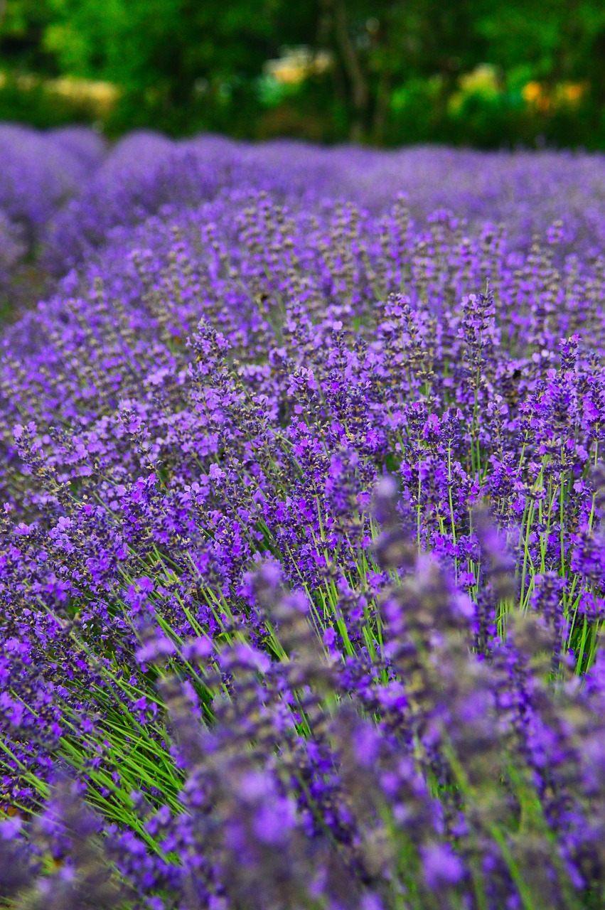 lavender  lavender field  purple free photo