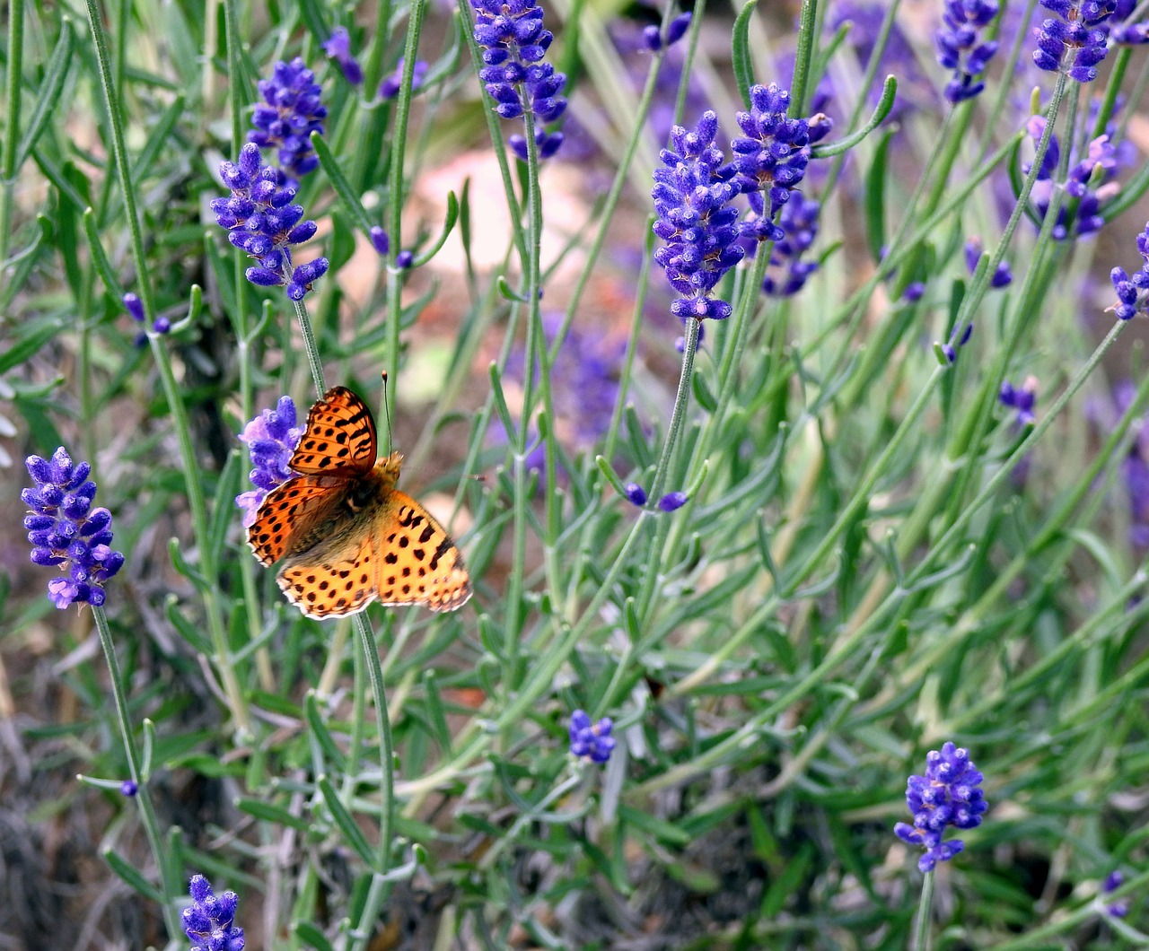 lavender  butterfly  flower free photo