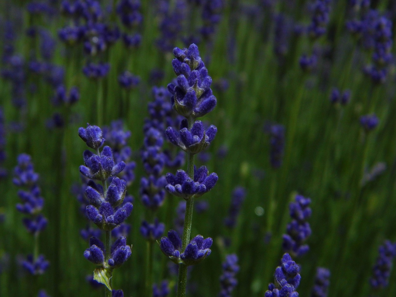 lavender  purple  purple flowers free photo