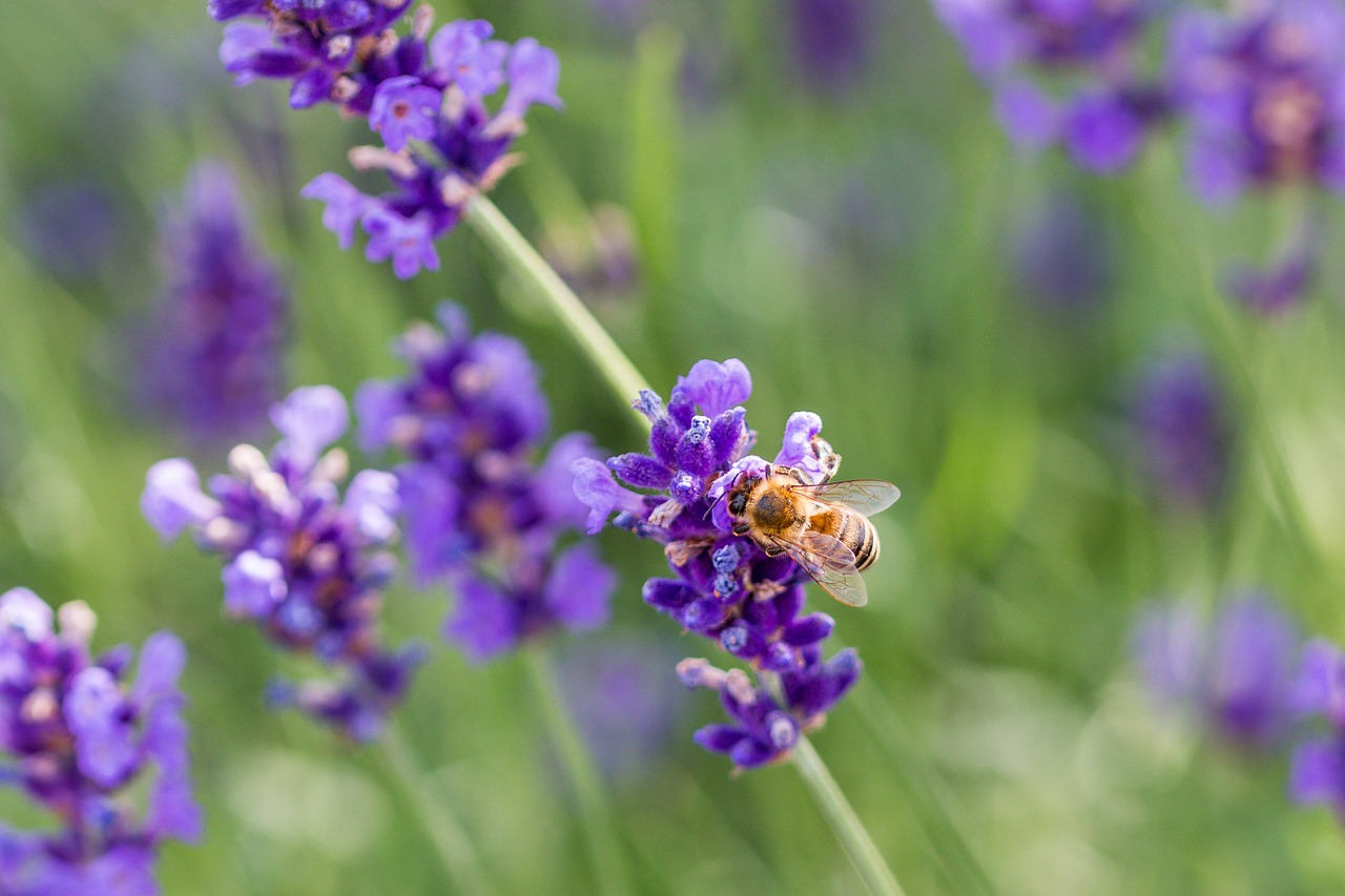 lavender  bee  honey bee free photo