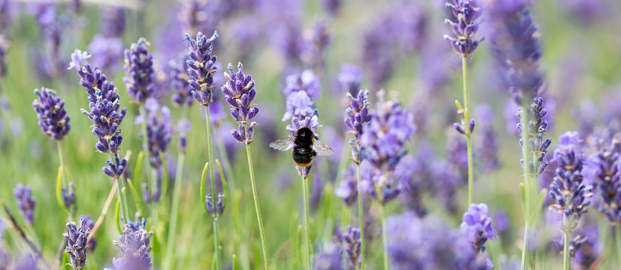 lavender  bee  honey bee free photo