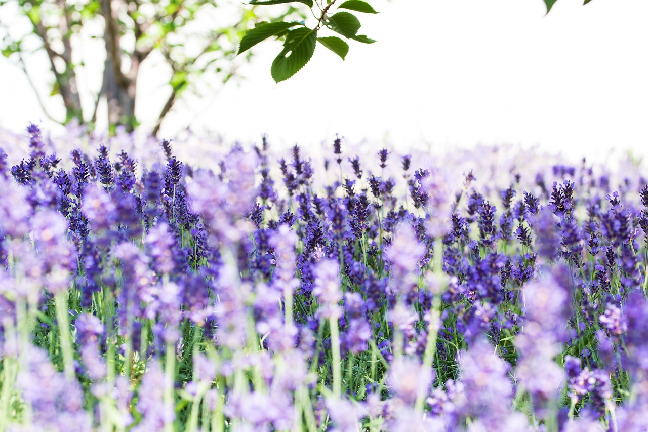 lavender  purple  blossom free photo
