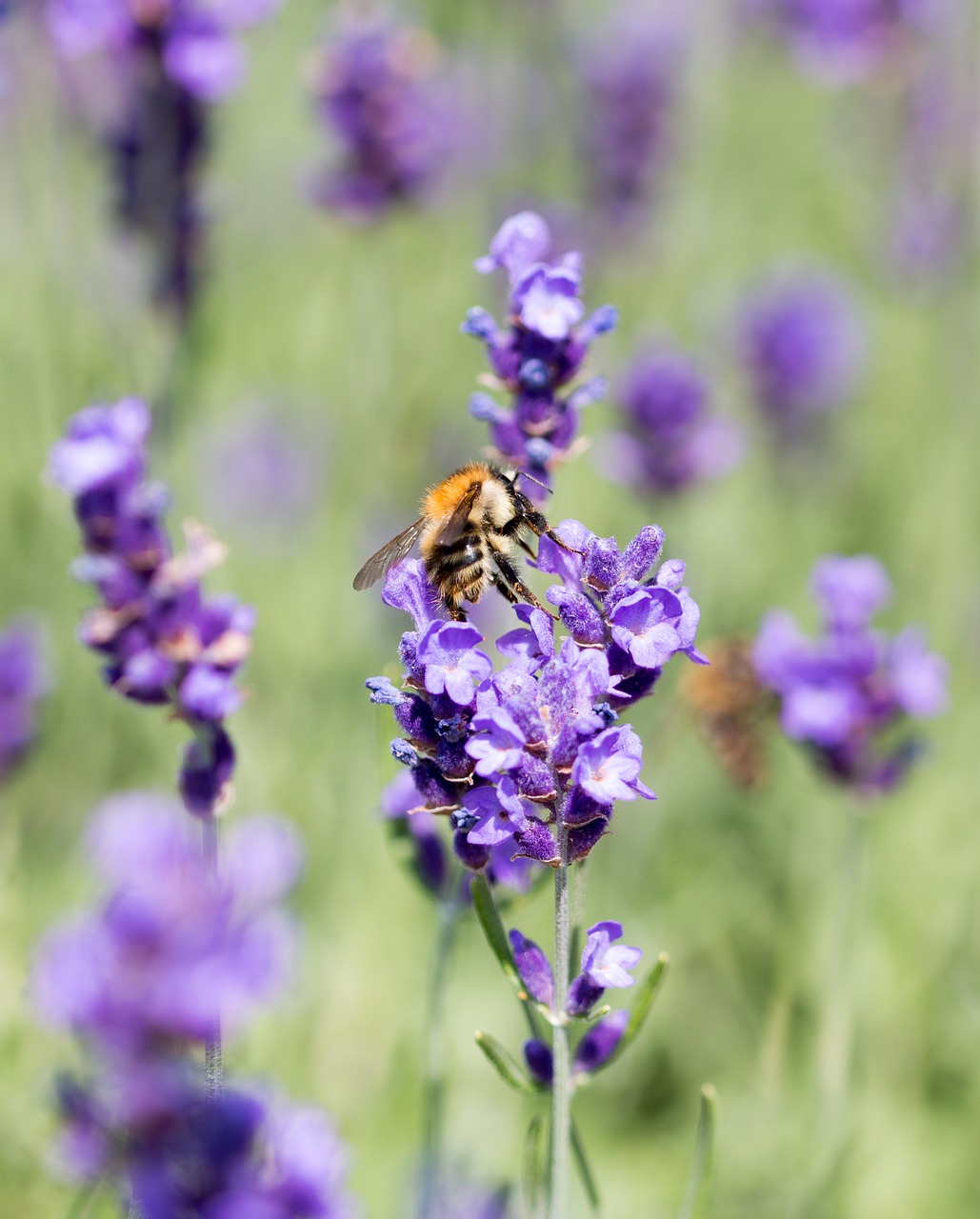 lavender  bee  honey bee free photo