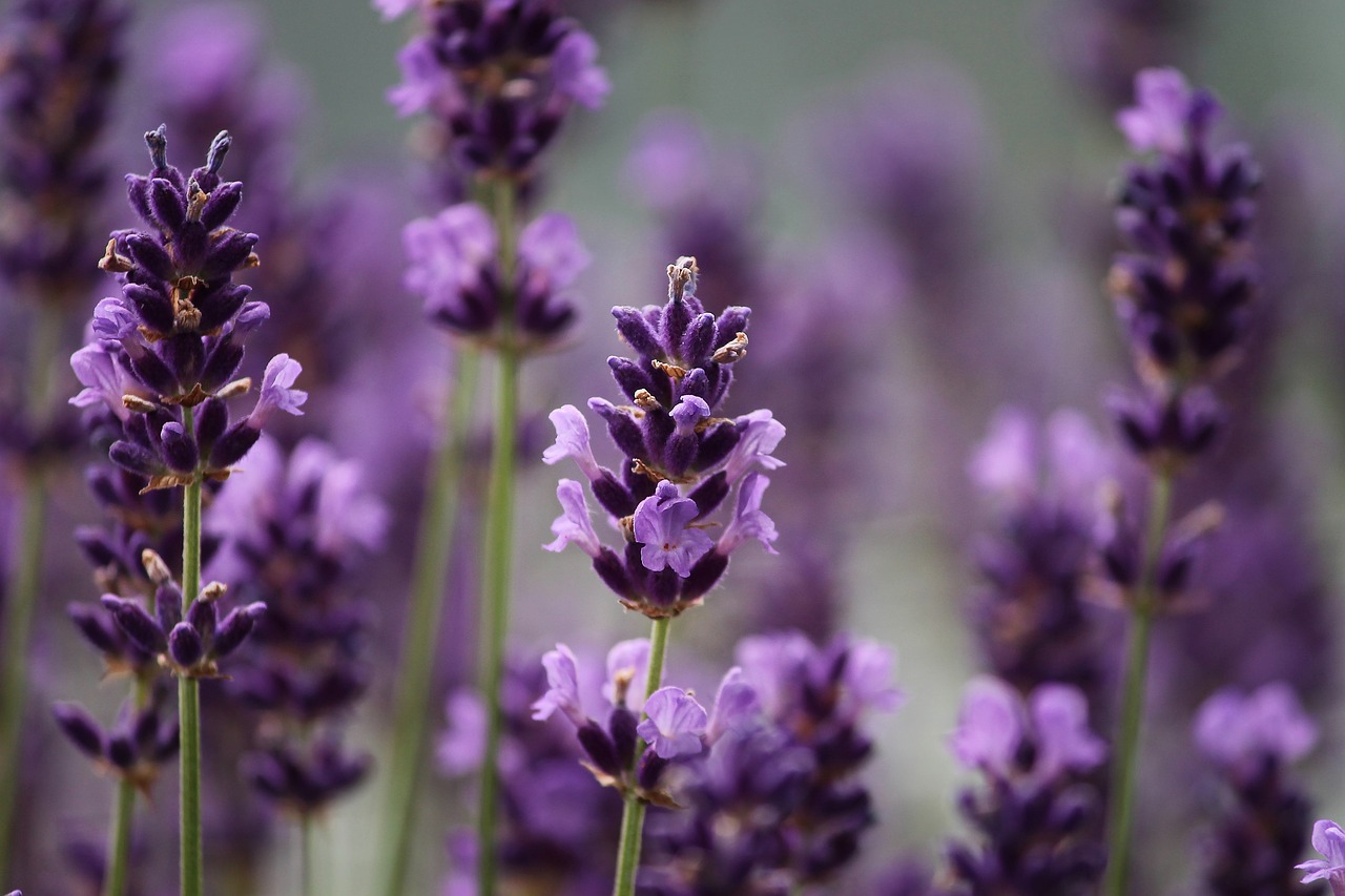 lavender  purple  bloom free photo