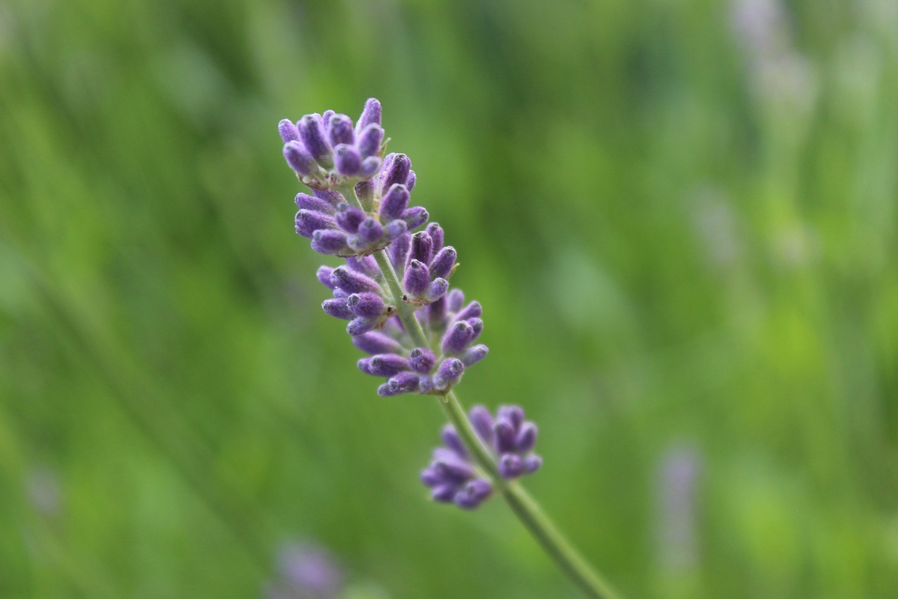 lavender  lavender blossom  violet free photo