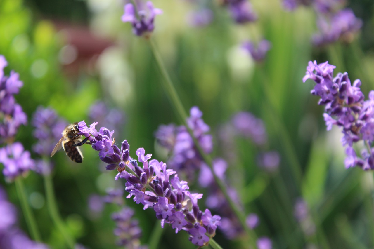 lavender  bee  lavender blossom free photo