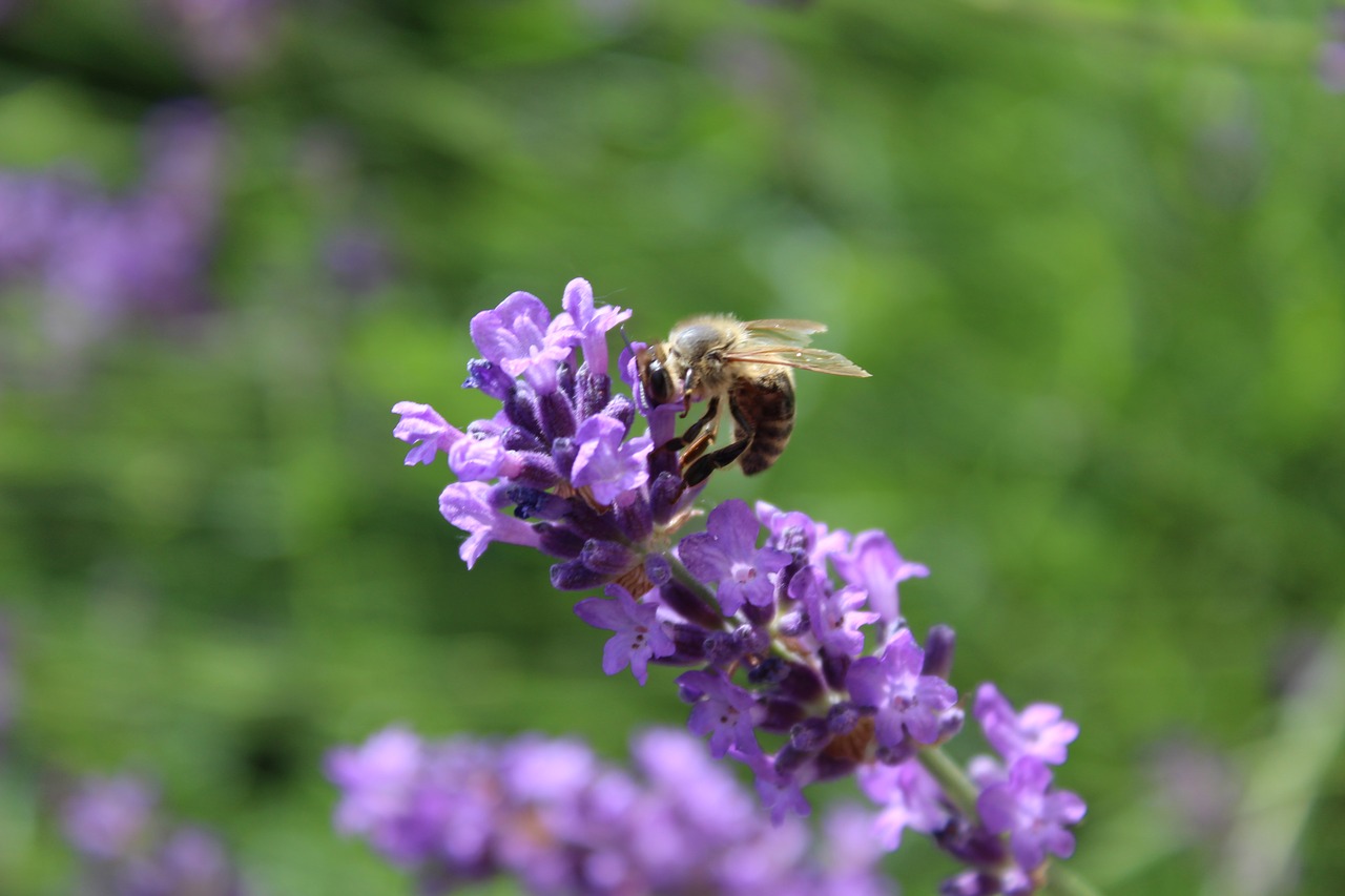 lavender  bee  insect free photo